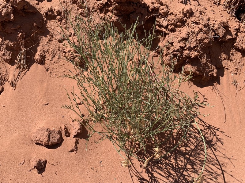 Colton's Milkvetch photo 6