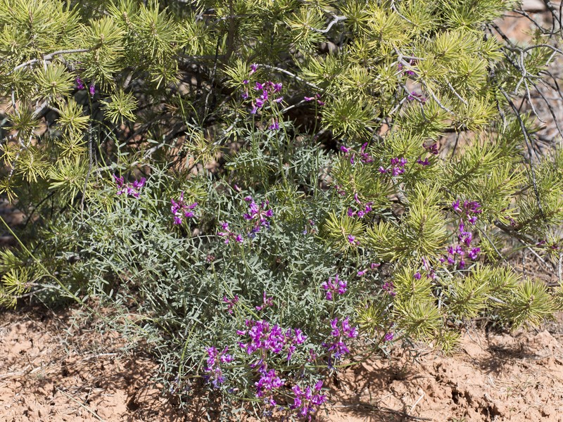 Colton's Milkvetch photo 7