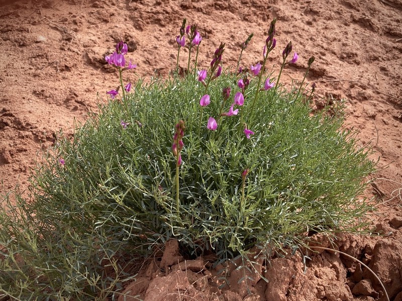 Colton's Milkvetch photo 8