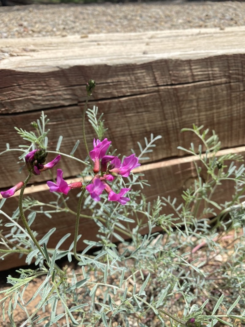 Colton's Milkvetch