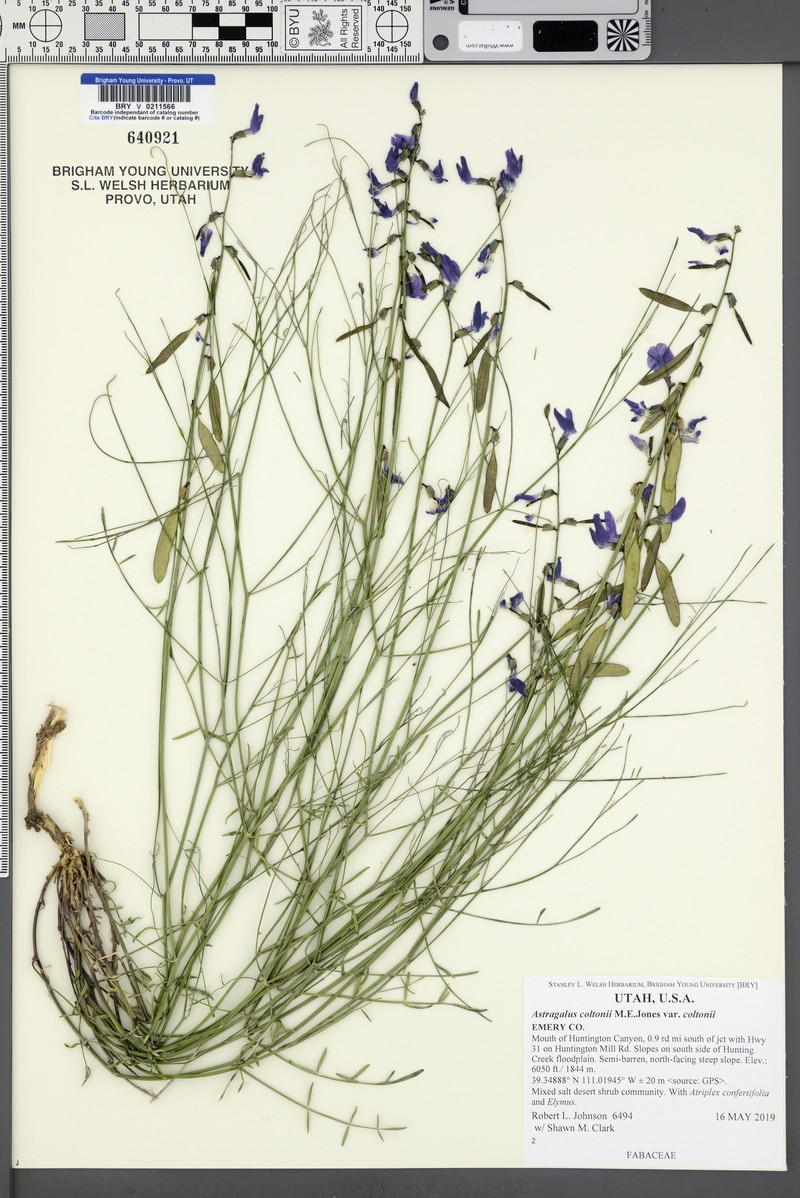Astragalus coltonii var. coltonii