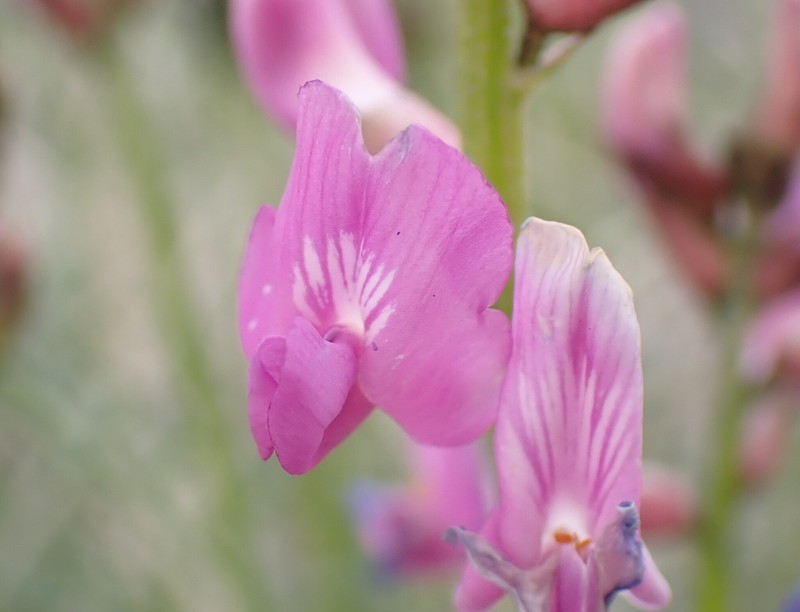 Astragalus coltonii var. moabensis