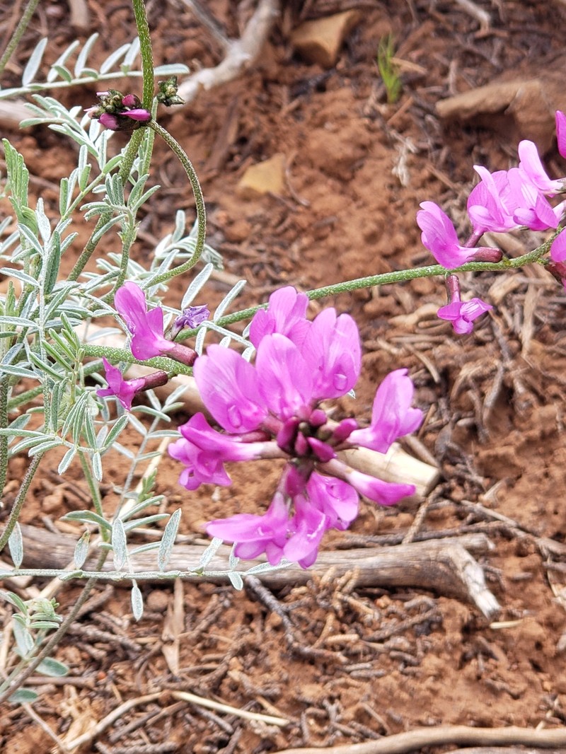 Astragalus coltonii var. moabensis photo 2