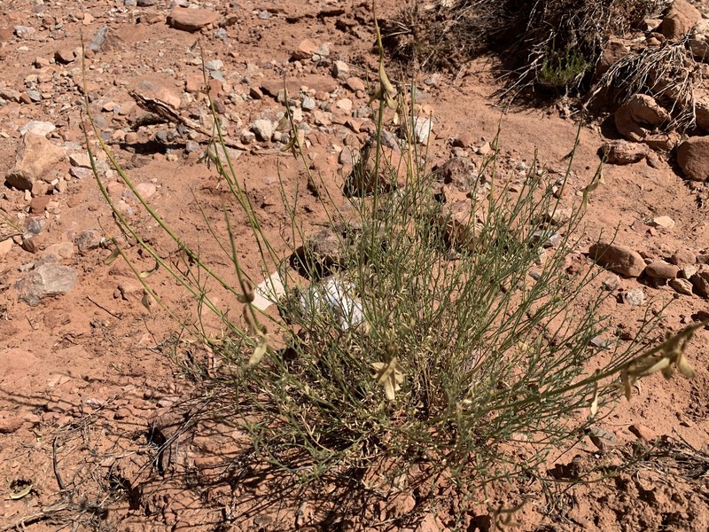 Astragalus coltonii var. moabensis photo 3
