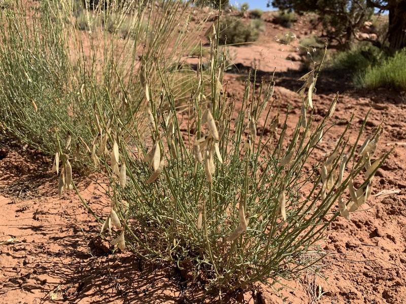 Astragalus coltonii var. moabensis photo 4