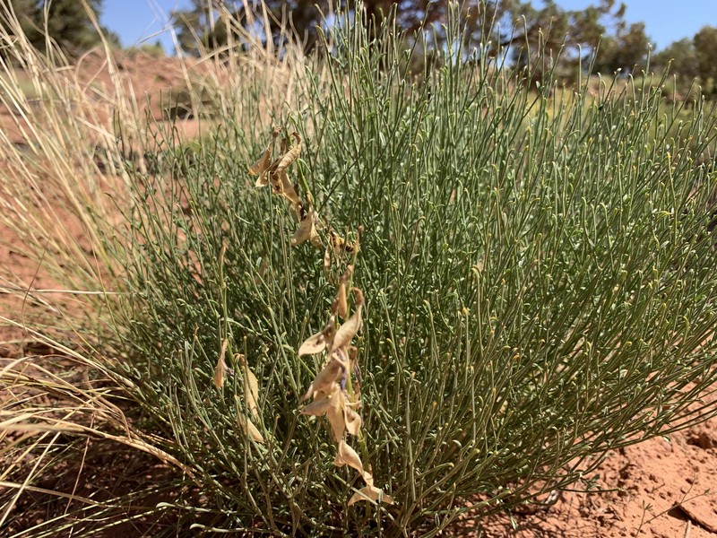 Astragalus coltonii var. moabensis photo 5