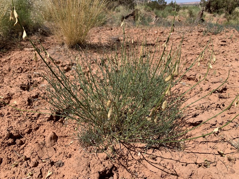 Astragalus coltonii var. moabensis photo 6