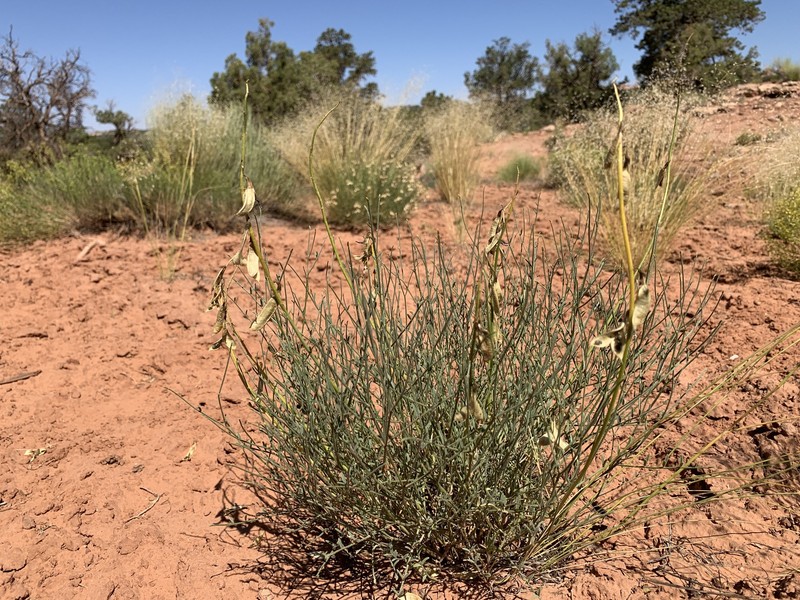 Astragalus coltonii var. moabensis photo 7