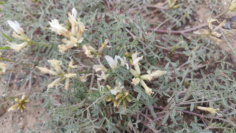 Columbian Milkvetch photo 5