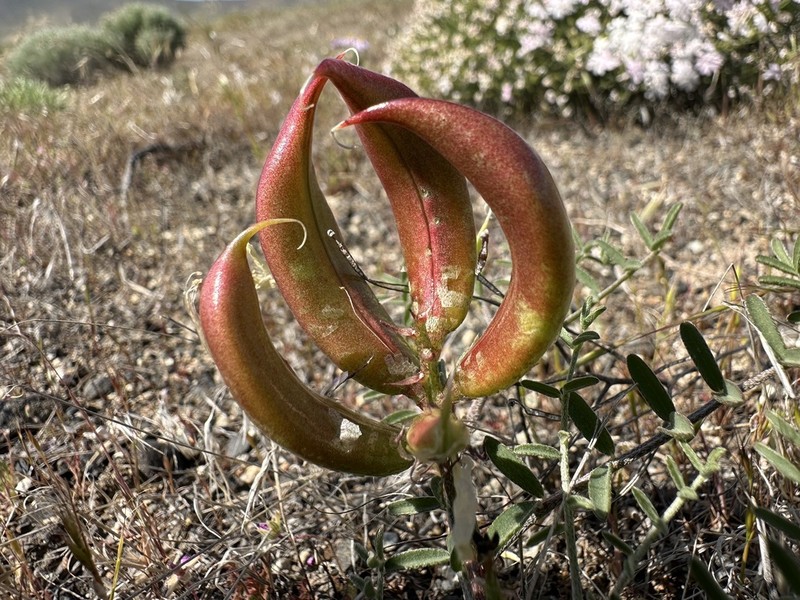 Columbian Milkvetch photo 6