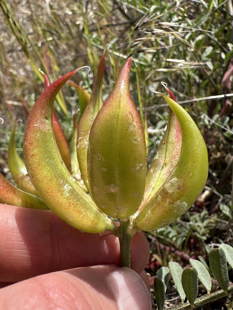 Columbian Milkvetch photo 7