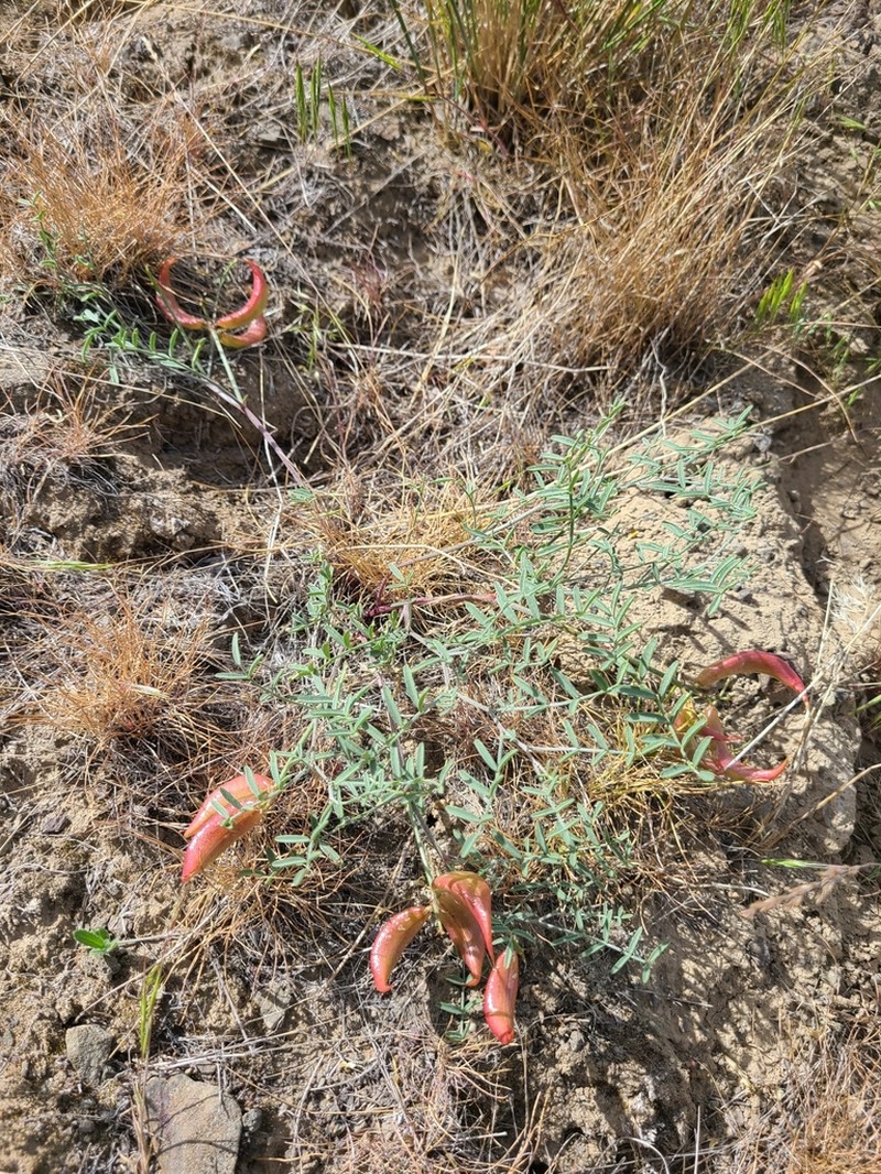 Columbian Milkvetch photo 8