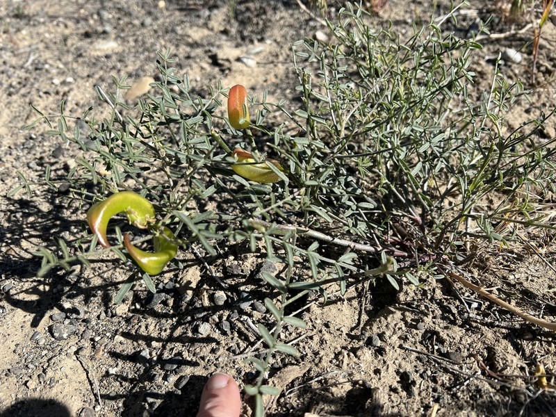 Columbian Milkvetch