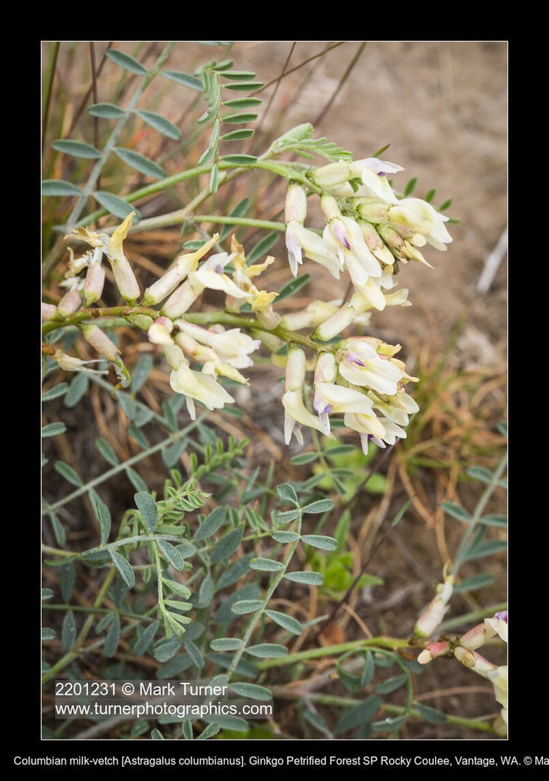 Columbian Milkvetch photo 2