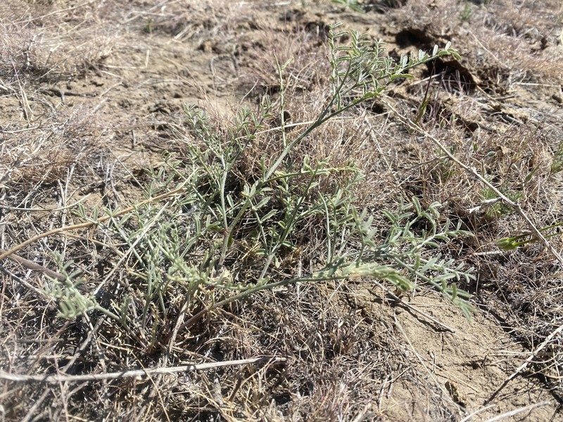 Columbian Milkvetch photo 3