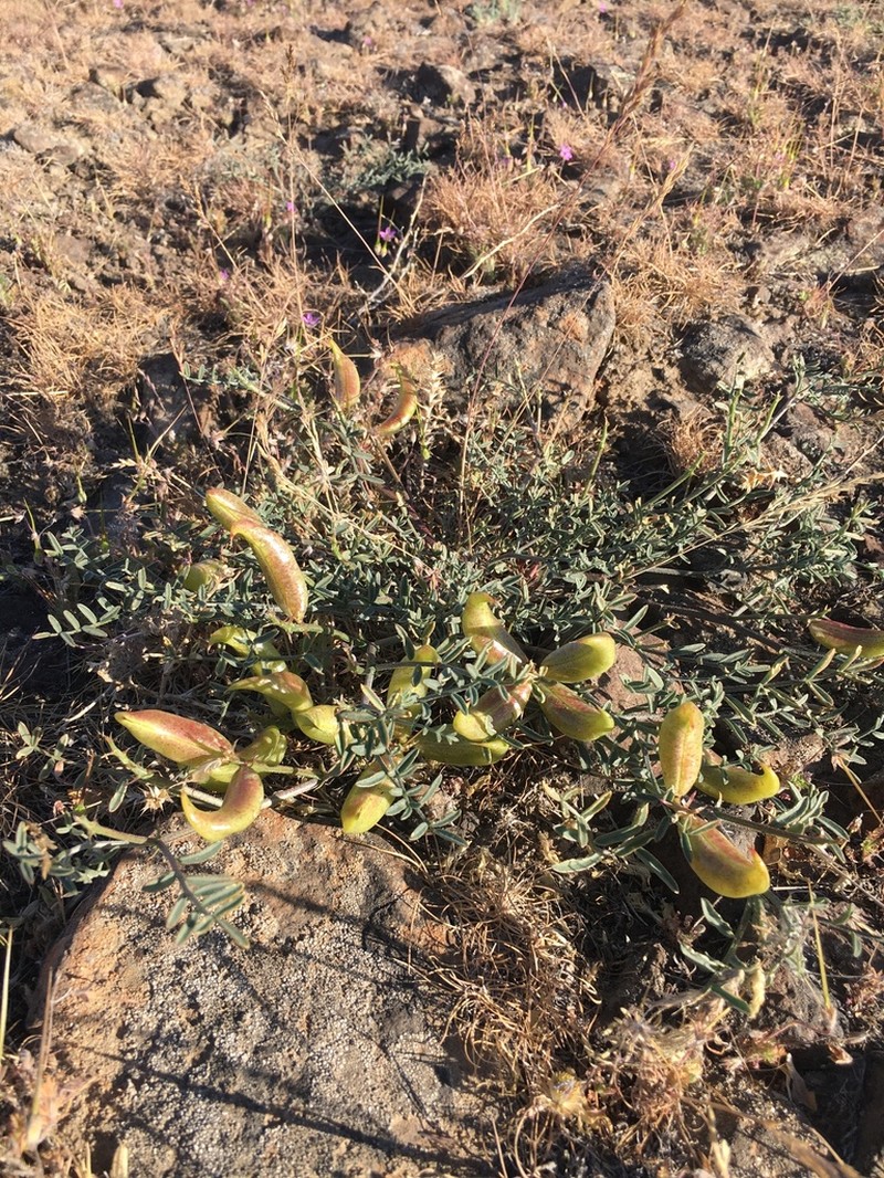 Columbian Milkvetch photo 4