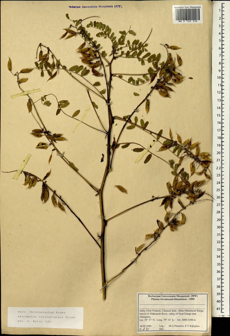 Astragalus coluteocarpus