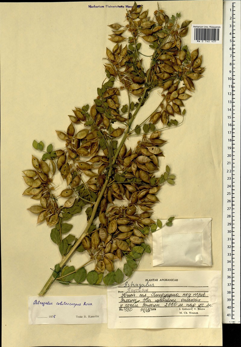 Astragalus coluteocarpus photo 2