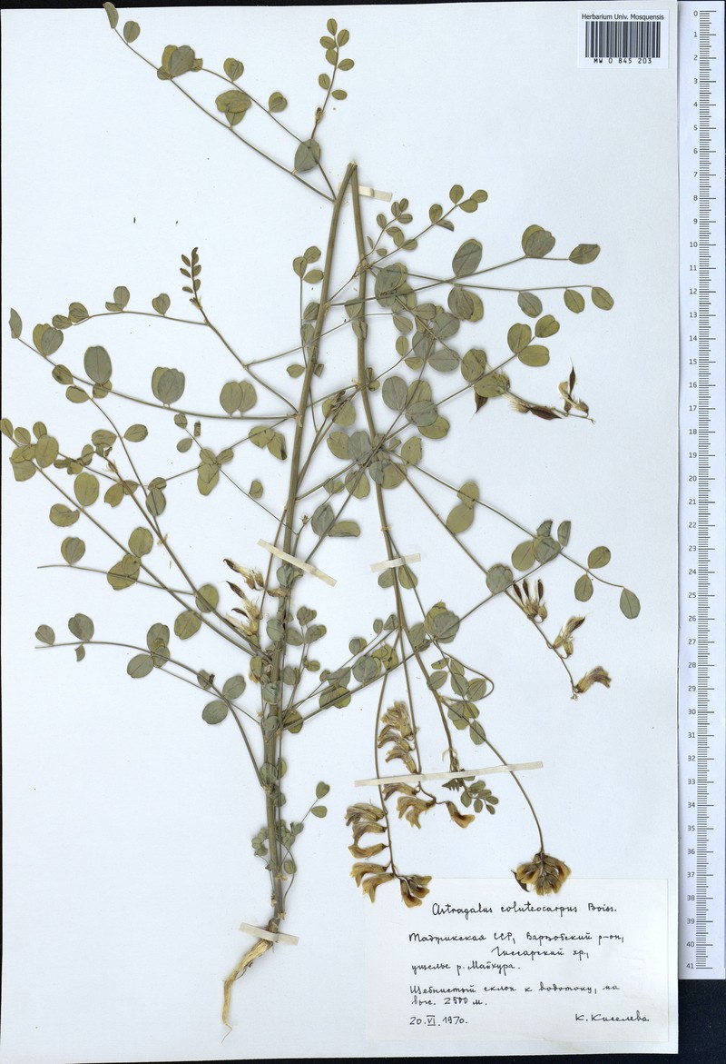 Astragalus coluteocarpus photo 3