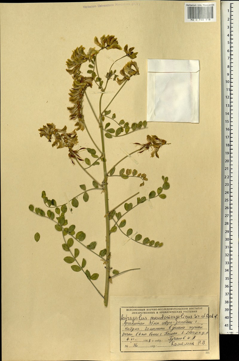 Astragalus coluteocarpus photo 4