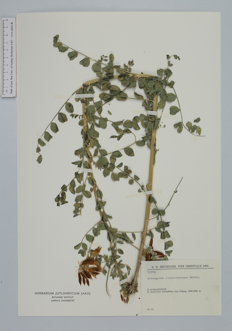 Astragalus coluteocarpus
