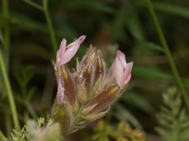 Astragalus coluteoides photo 5