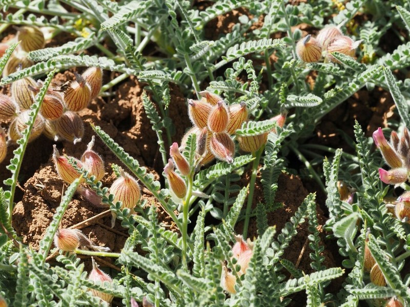 Astragalus coluteoides photo 6