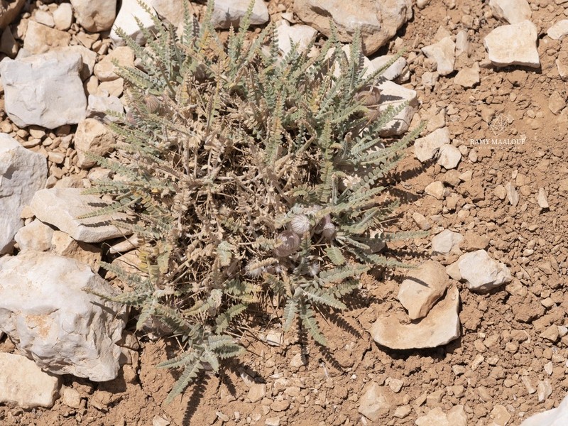 Astragalus coluteoides photo 7