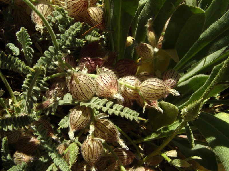 Astragalus coluteoides photo 8