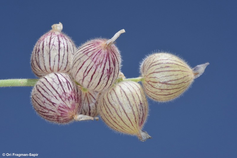Astragalus coluteoides