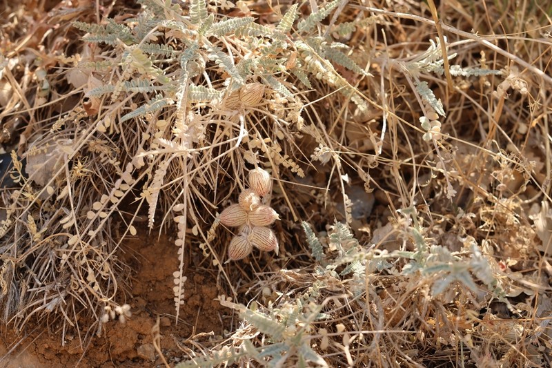 Astragalus coluteoides photo 2