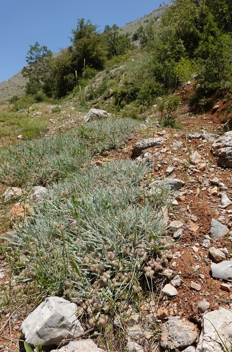 Astragalus coluteoides photo 3