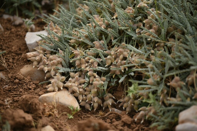 Astragalus coluteoides photo 4