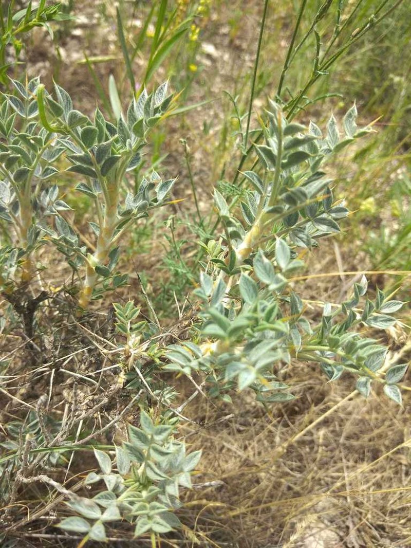 Astragalus commagenicus