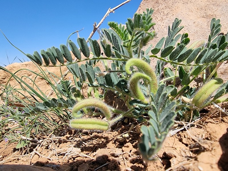Astragalus commitus