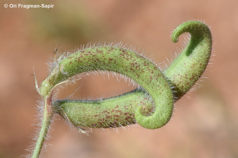 Astragalus commitus photo 2