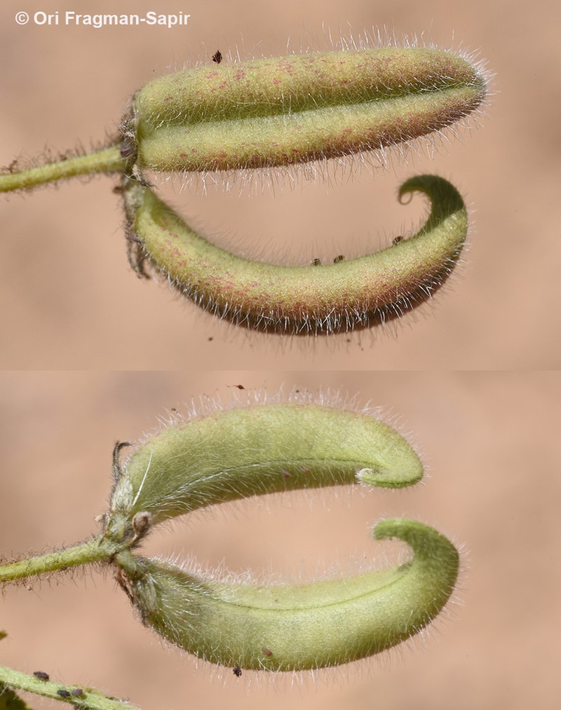 Astragalus commitus photo 3