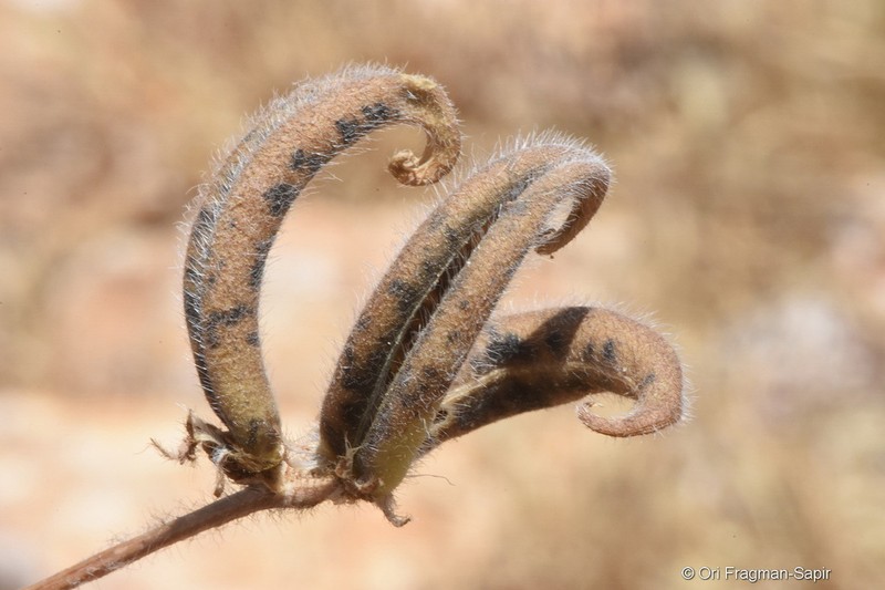 Astragalus commitus photo 5