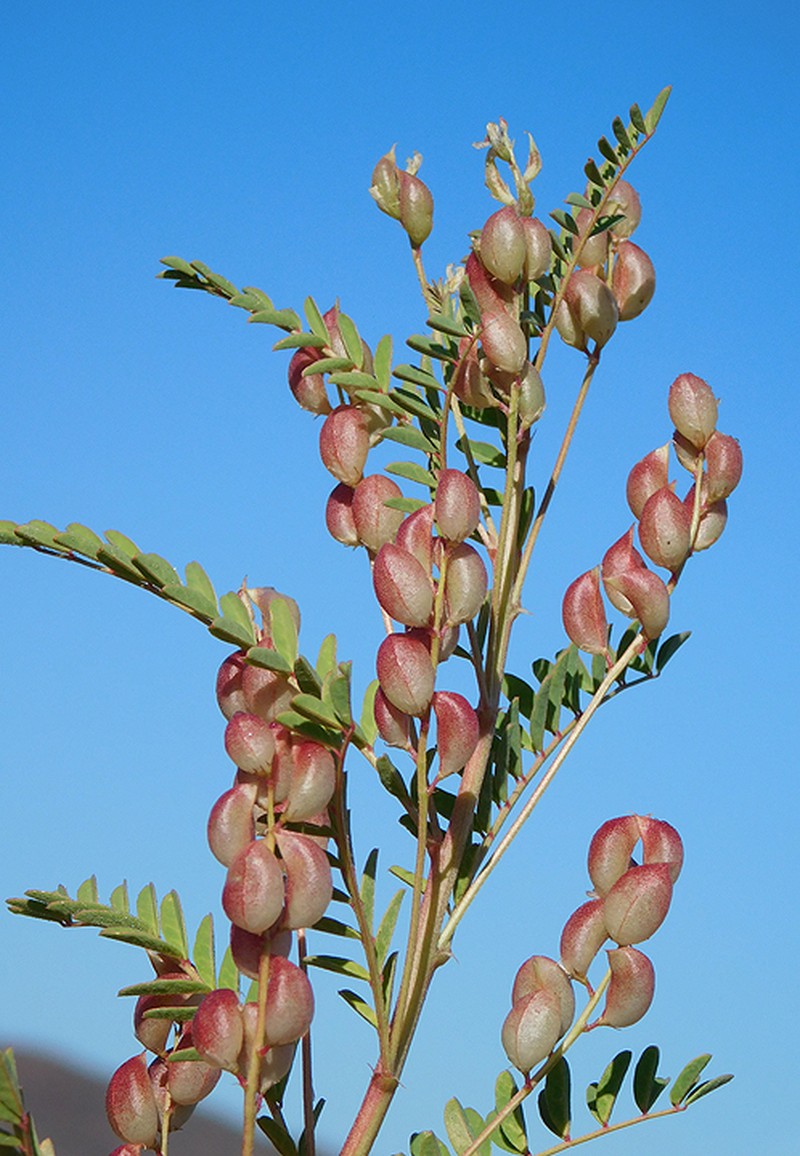Astragalus comonduensis photo 2
