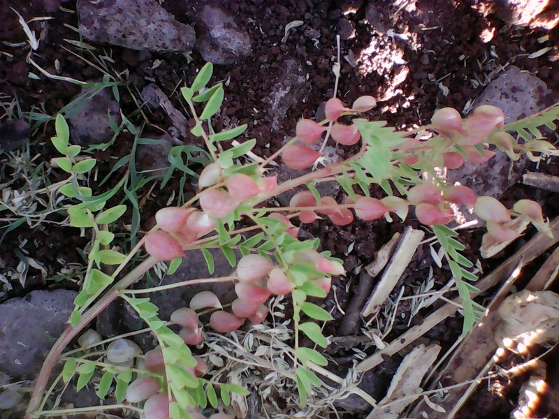 Astragalus comonduensis photo 3