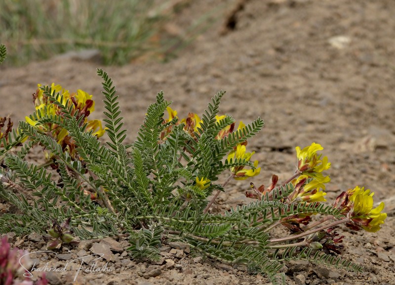 Astragalus comosus photo 2