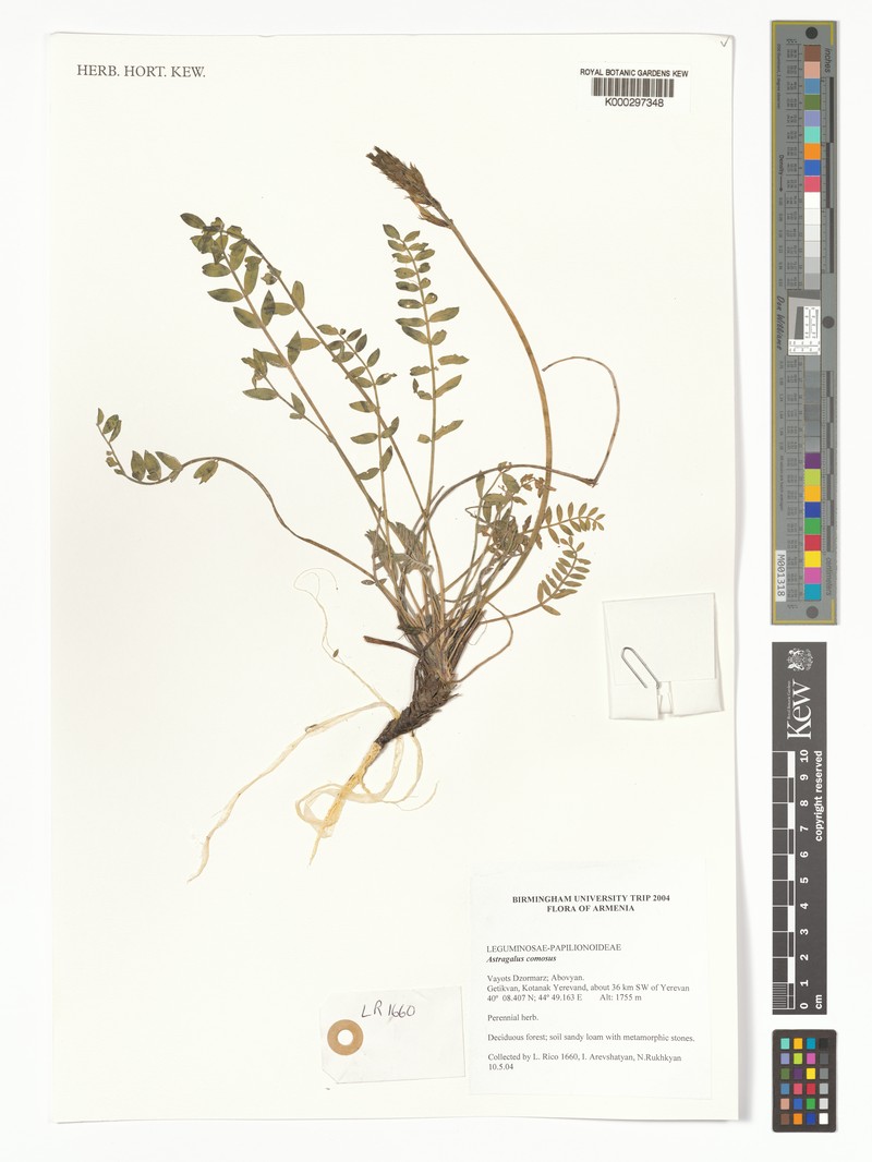 Astragalus comosus photo 3
