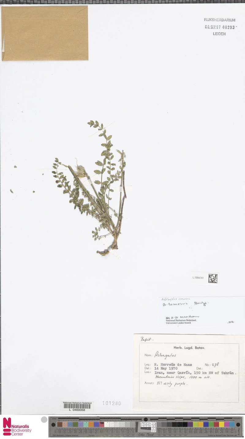 Astragalus comosus photo 4