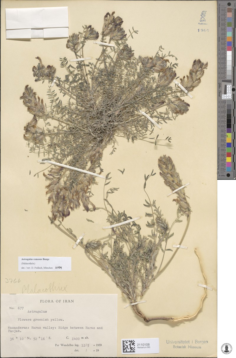 Astragalus comosus