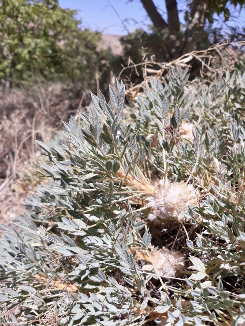 Astragalus compactus photo 3