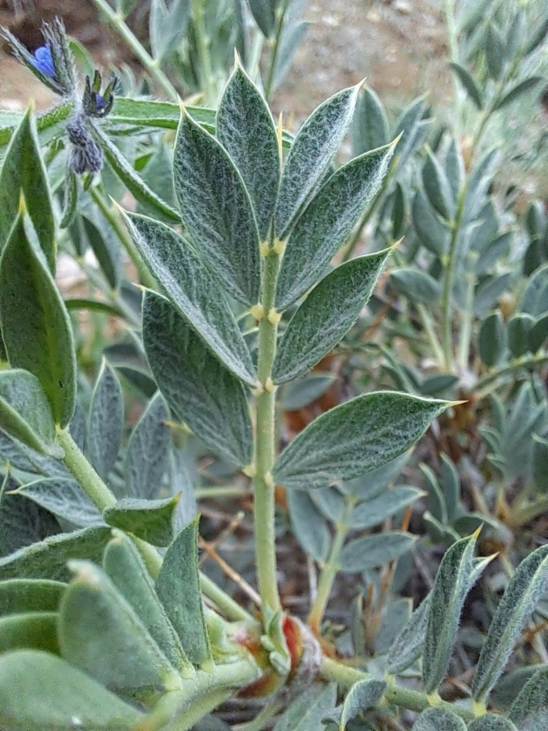 Astragalus compactus photo 4