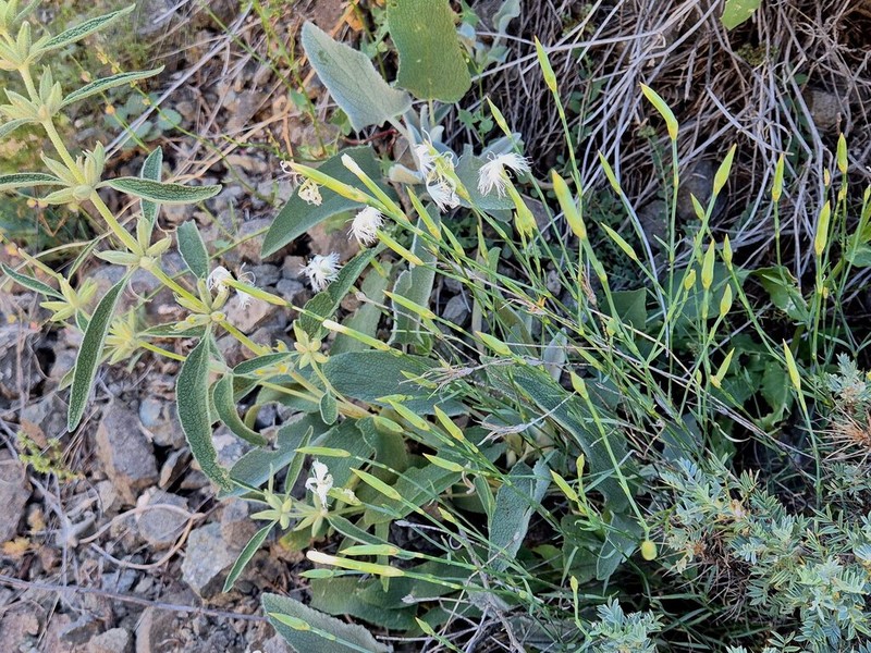 Astragalus compactus photo 5
