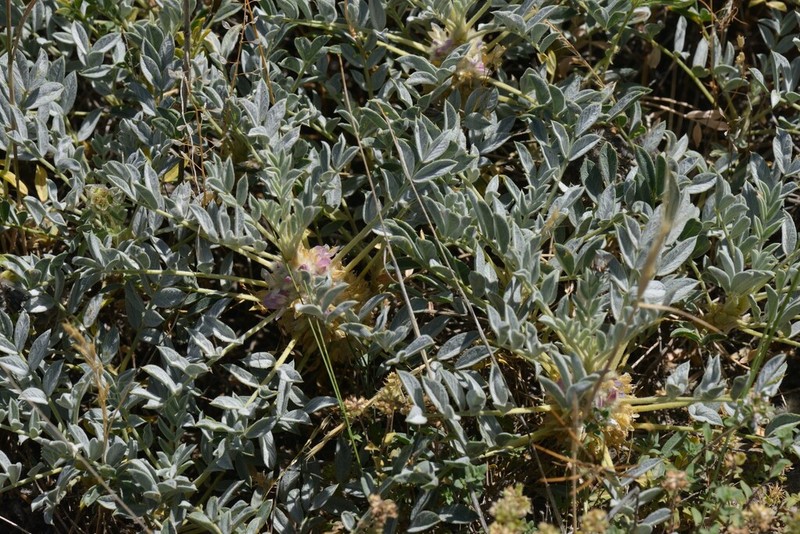 Astragalus compactus photo 6