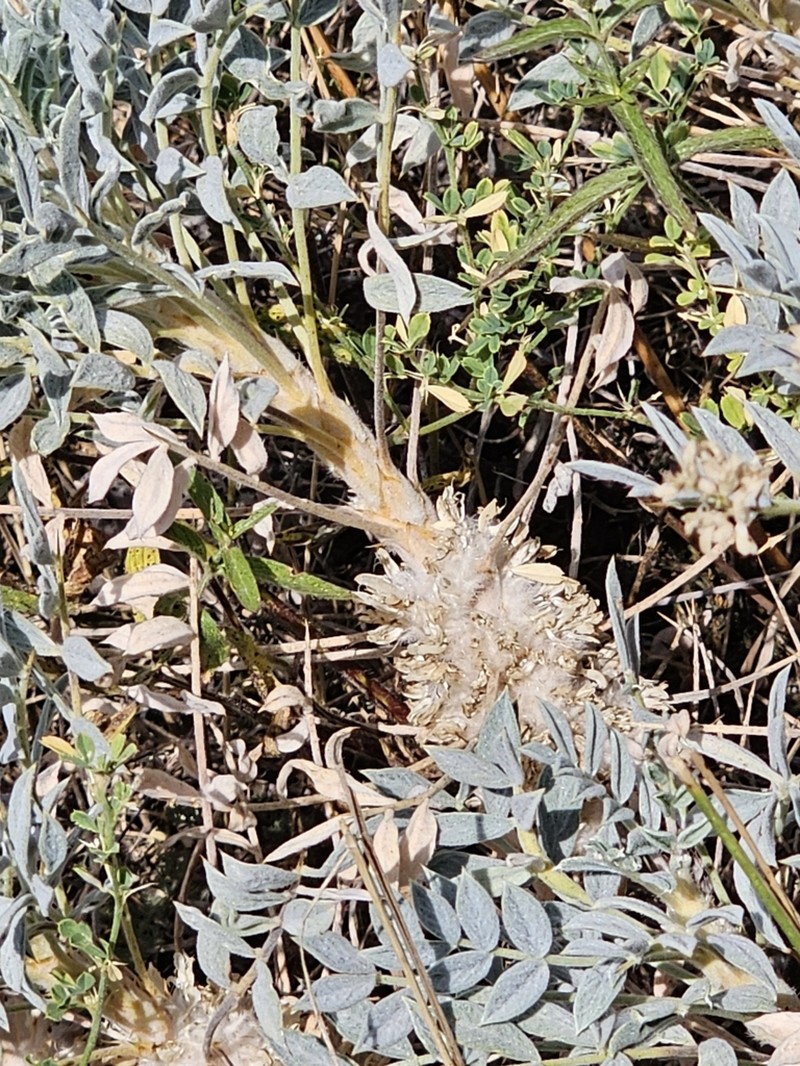 Astragalus compactus photo 7