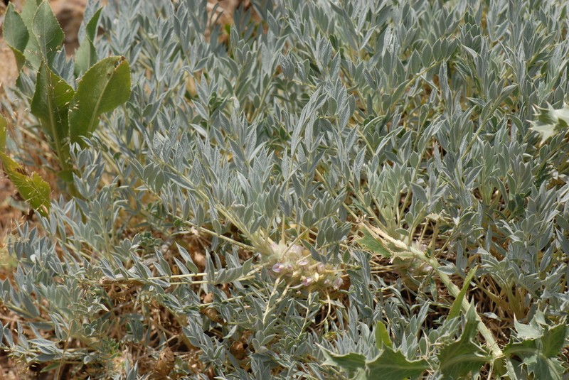 Astragalus compactus